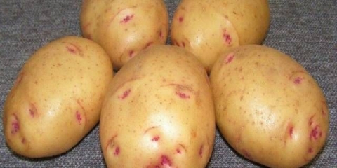 Barin krompir: karakteristike sorte, recenzije